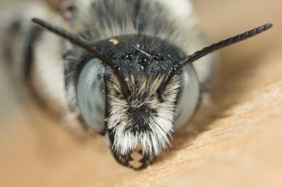  Hoplitis bisulca (Gerstäcker, 1869)
