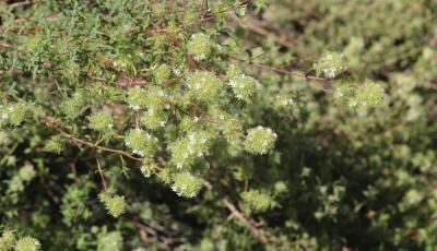  Thymus mastichina