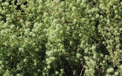  Thymus mastichina