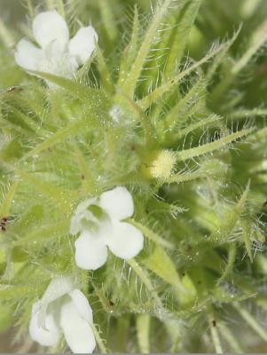  Thymus mastichina