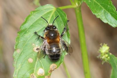 Anthophore commune, Anthophore plumeuse, Anthophor Anthophora plumipes (Pallas, 1772)