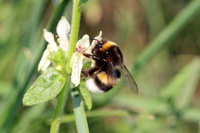 Bourdon terrestre (Le) Bombus terrestris (Linnaeus, 1758)
