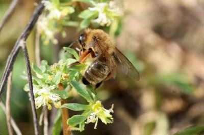  Andrena nigroaenea (Kirby, 1802)