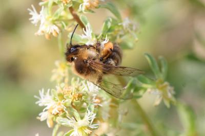  Andrena nigroaenea (Kirby, 1802)