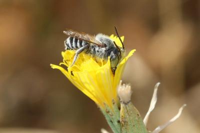 Megachile Latreille, 1802