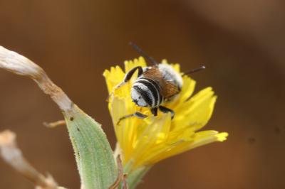  Megachile Latreille, 1802