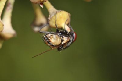  Stomina caliendrata (Rondani, 1862)