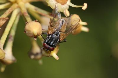  Stomina caliendrata (Rondani, 1862)