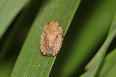  Sciocoris sulcatus Fieber, 1851