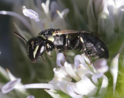  Hylaeus lineolatus (Schenck, 1861)