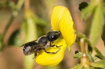  Osmia caerulescens (Linnaeus, 1758)