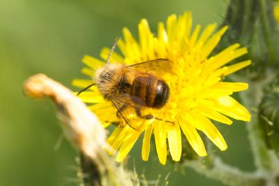 Osmie rousse Osmia bicornis (Linnaeus, 1758)