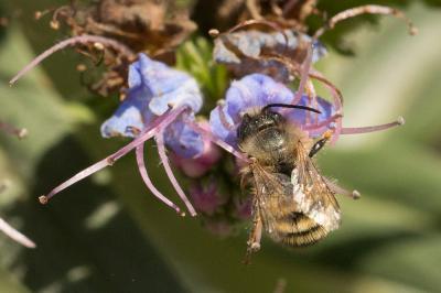 Osmie rousse Osmia bicornis (Linnaeus, 1758)