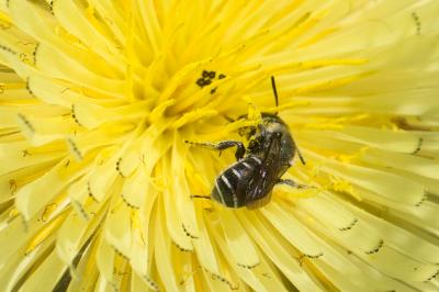  Osmia signata Erichson, 1835