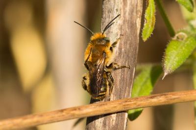  Osmia dimidiata Morawitz, 1870