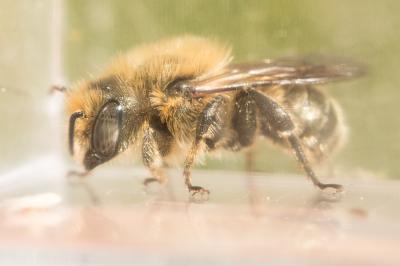  Osmia dimidiata Morawitz, 1870