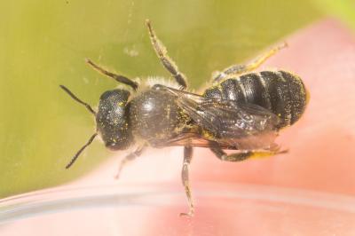  Osmia ligurica Morawitz, 1868