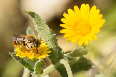  Osmia aurulenta (Panzer, 1799)