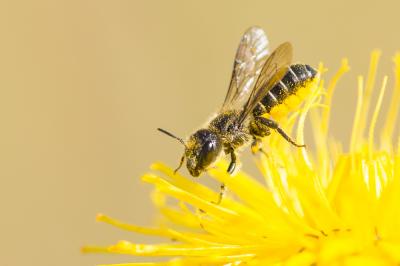  Osmia scutellaris Morawitz, 1868