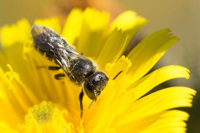 Osmia scutellaris Morawitz, 1868