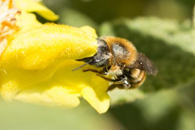  Osmia aurulenta (Panzer, 1799)