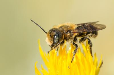  Osmia dimidiata Morawitz, 1870
