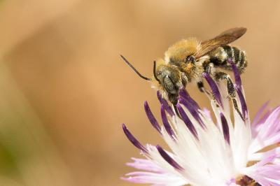  Osmia dimidiata Morawitz, 1870