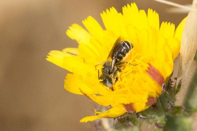  Osmia spinulosa (Kirby, 1802)