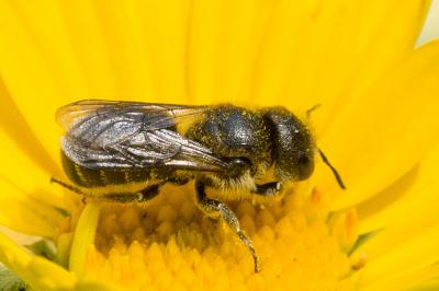  Osmia ligurica Morawitz, 1868