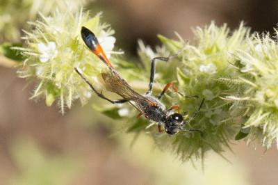  Ammophila laevicollis E. André, 1886