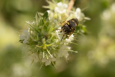  Anthidiellum strigatum (Panzer, 1805)