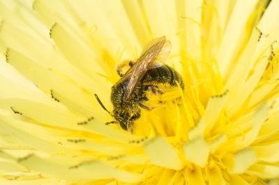  Andrena cinerea Brullé, 1832