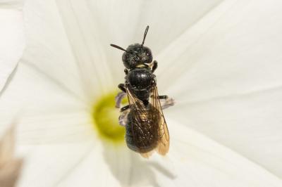 Cératine gravide Ceratina gravidula Gerstäcker, 1869