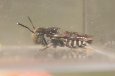  Coelioxys afra Lepeletier, 1841