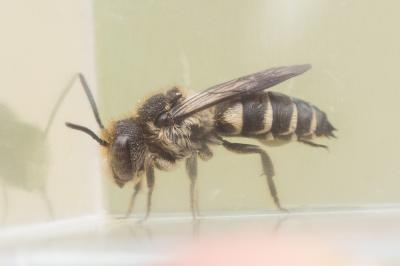  Coelioxys inermis (Kirby, 1802)