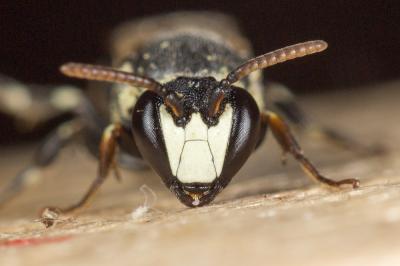 Hylaeus signatus (Panzer, 1798)