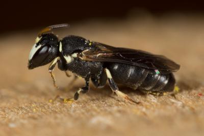  Hylaeus intermedius Förster, 1871