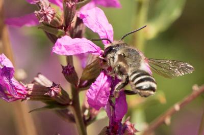  Megachile melanopyga Costa, 1863