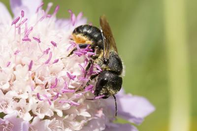  Osmia niveata (Fabricius, 1804)