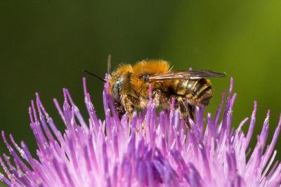  Osmia dimidiata Morawitz, 1870