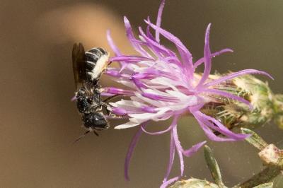  Heriades crenulata Nylander, 1856