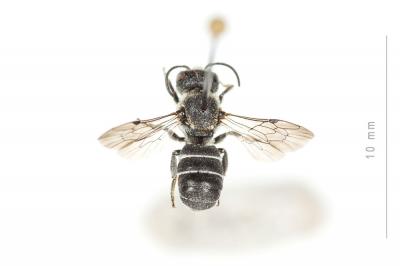  Heriades crenulata Nylander, 1856
