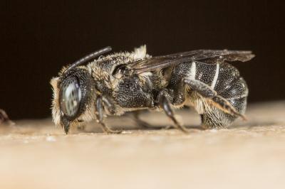  Heriades crenulata Nylander, 1856
