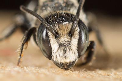  Heriades crenulata Nylander, 1856
