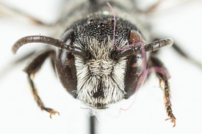  Heriades crenulata Nylander, 1856