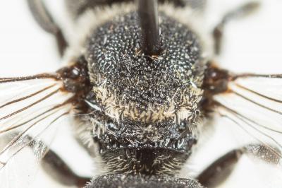  Heriades crenulata Nylander, 1856