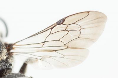  Heriades crenulata Nylander, 1856