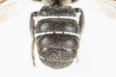  Heriades crenulata Nylander, 1856