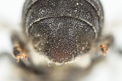  Heriades crenulata Nylander, 1856