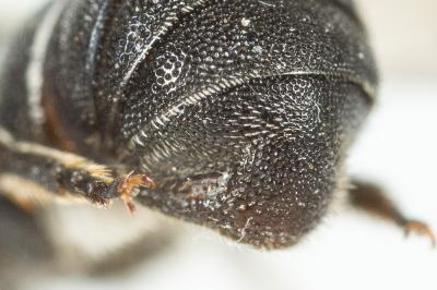  Heriades crenulata Nylander, 1856